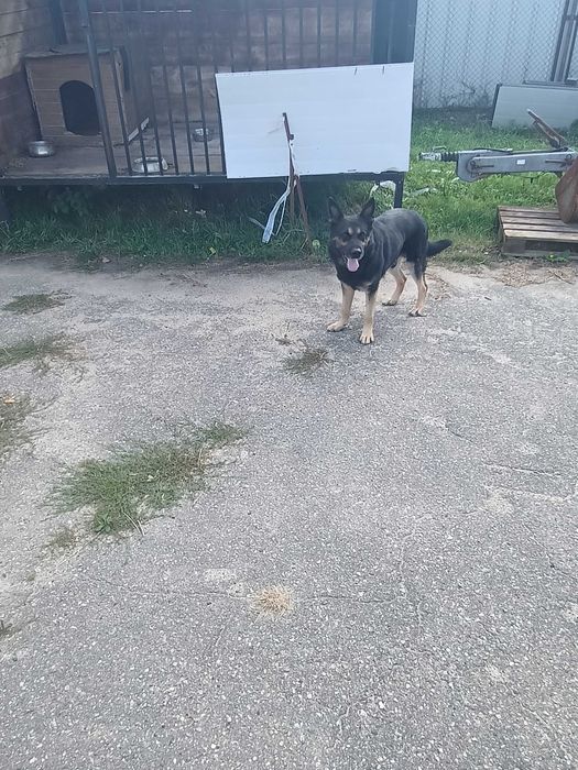 Piesek do adopcji