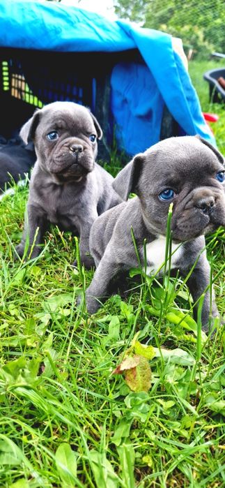 Buldog Blue Solid Chłopiec