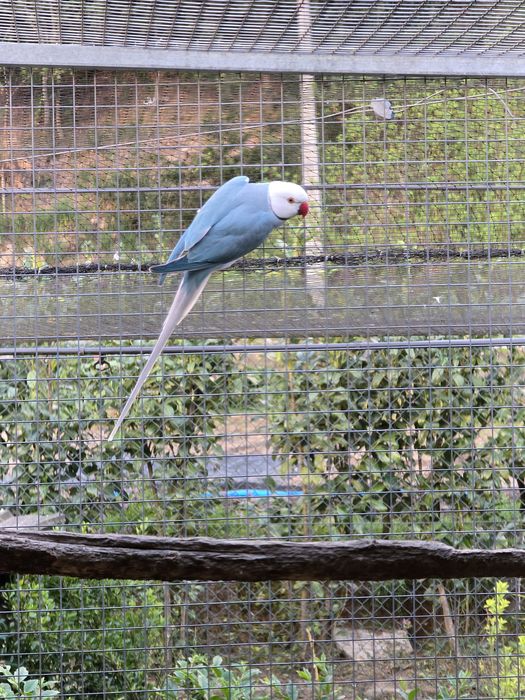 Lote ring necks para cedência