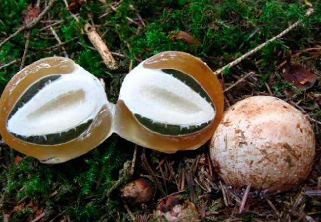 Гриб Веселка для лікування і профілактики захворюваннь