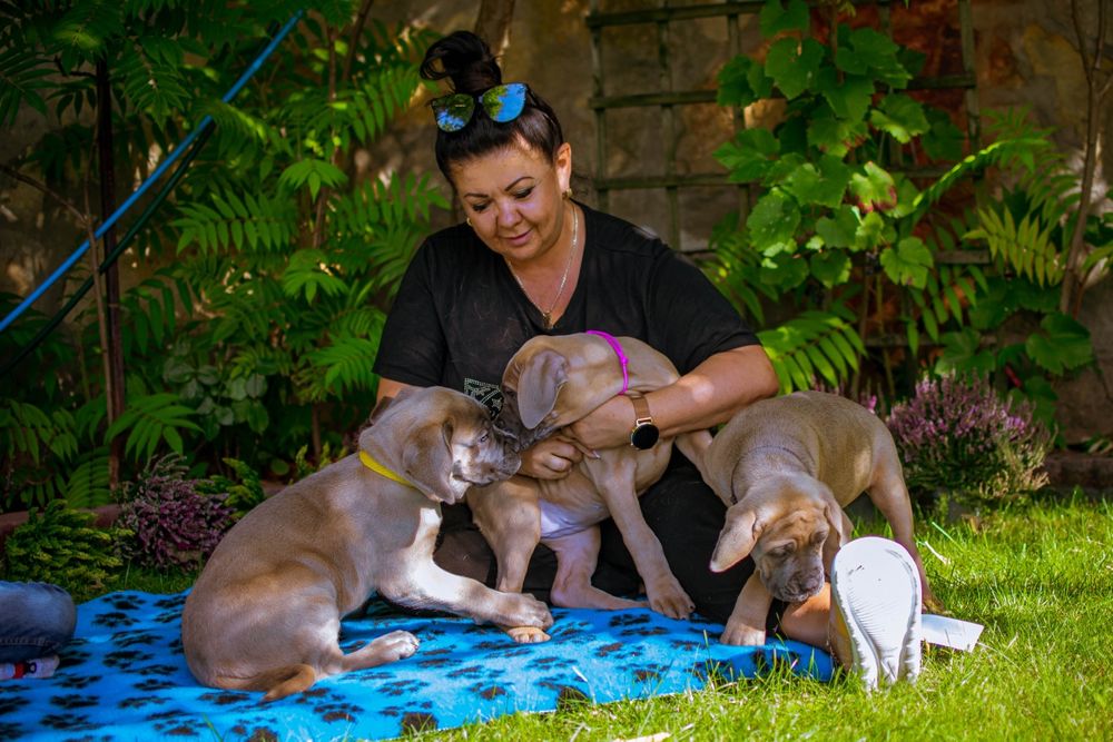 Cane Corso Hodowla   Corso Doro ZKWP/FCI