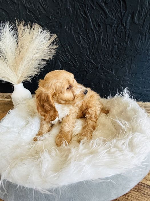 Cockapoo- cocker spaniel - pudel