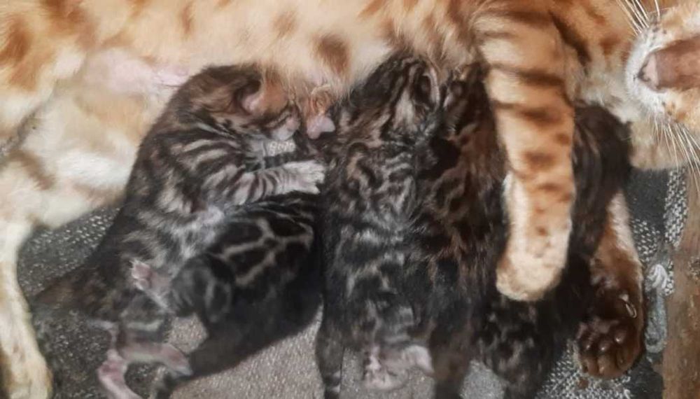 Бенгалята є завжди! Є під бронь і готові переїздить. Документи WCF