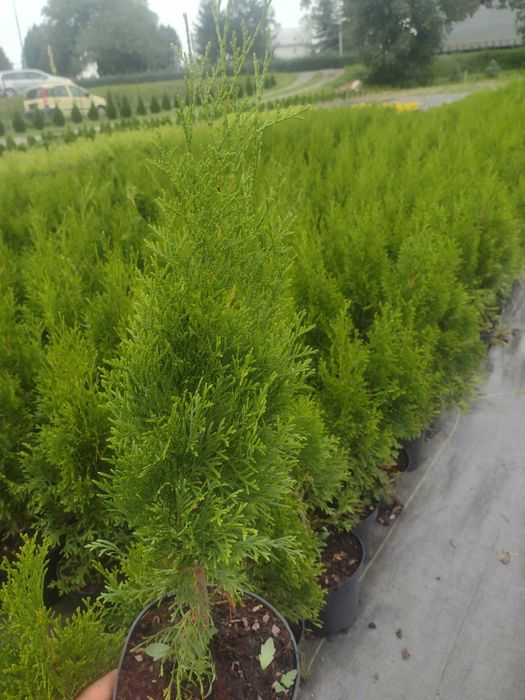 Tuja szmaragd. Borówka. Hortensja