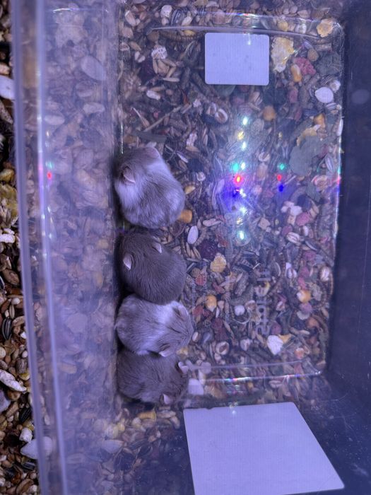 Джунгарики хом'яки