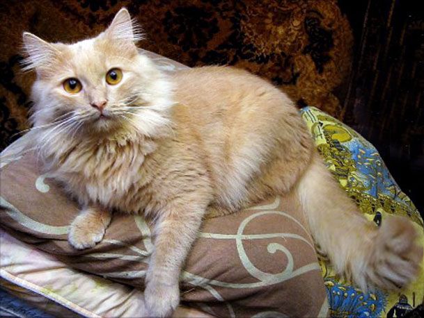Котик СИМБА. Светло рыжий, пушистый, крупный.