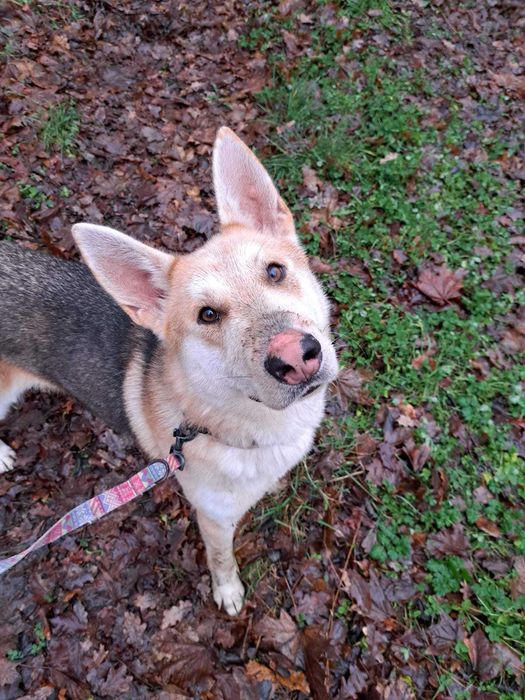 Ogi, łobuz do adopcji