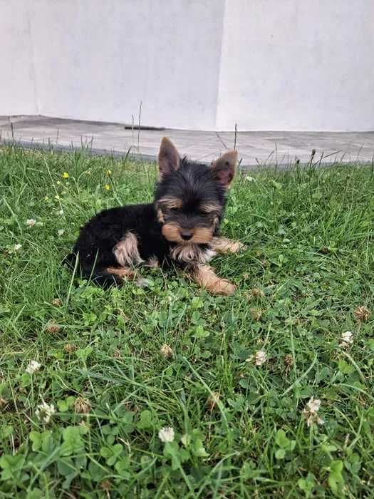 Yorkshire Terrier XXXXXS Książe:) MIKRO PIESEK