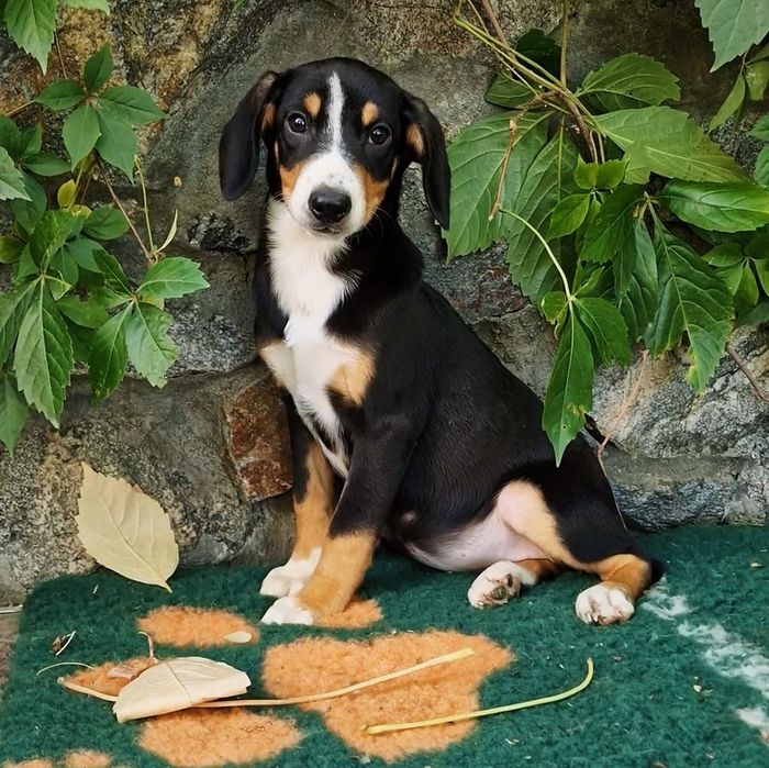 Продається цуценя сука породи Ентлебухер!