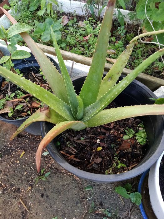 Aloé vera em vaso