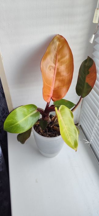 Philodendron Carlo cherry red variegated/Филодендрон Карло Черрі ред вар