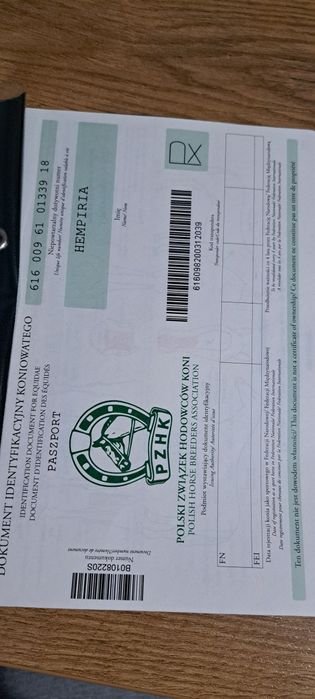 Sprzedam klacz 8-letnią