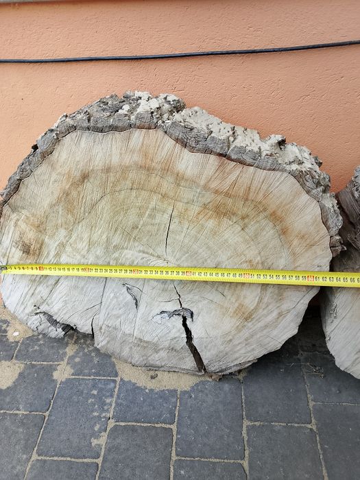 Plaster drzewa krążek orzech