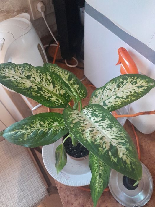 Отдам бесплатно или поменяюсь на другое комнатное растение