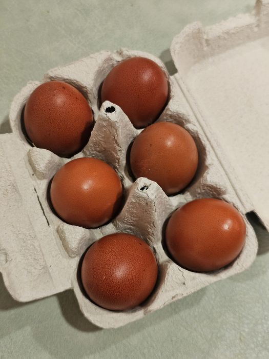 Ovos para incubação (Marans e Legorhn White)
