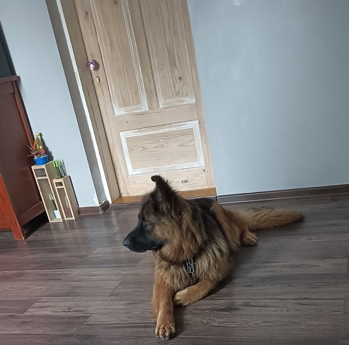 Oddam owczarka niemieckiego