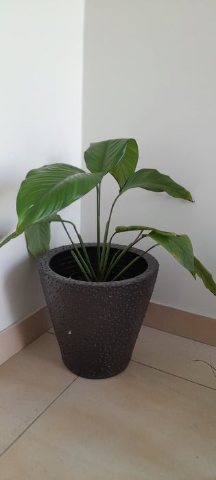 Lírios da paz (sem flor)