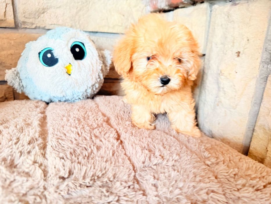 Maltipoo hybryda maltańczyk i pudel toy