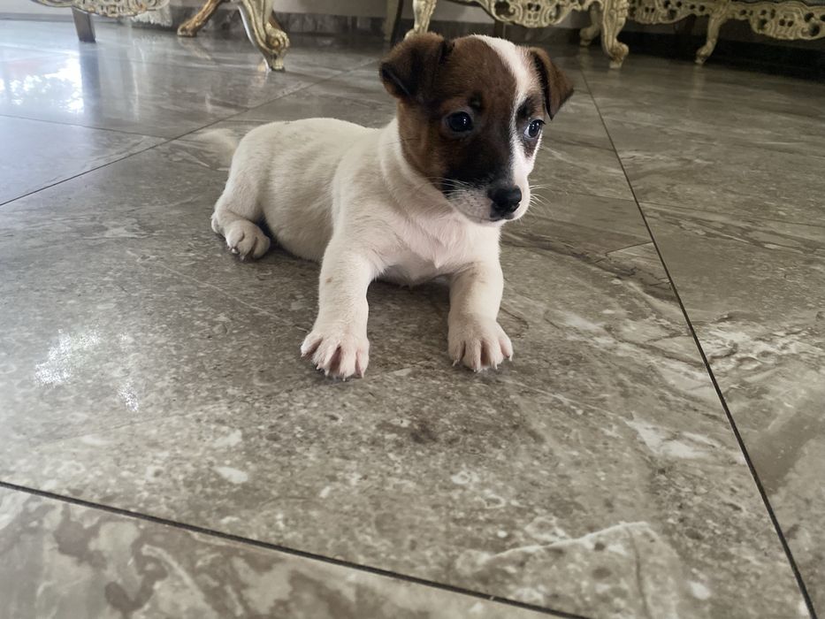 Jack russell terrier piesek