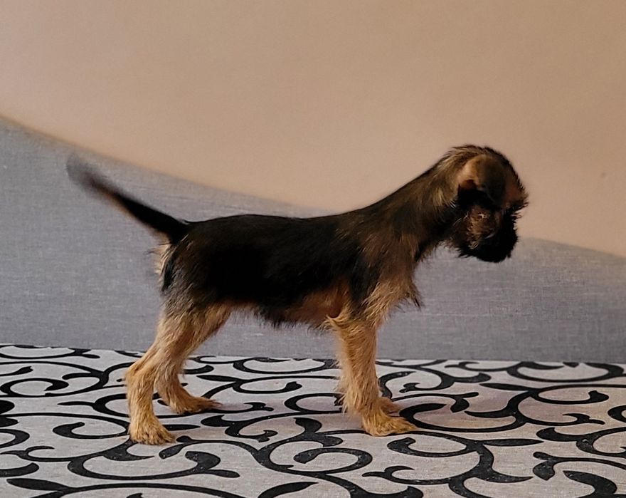 Дівчинка брюссельського гріффона