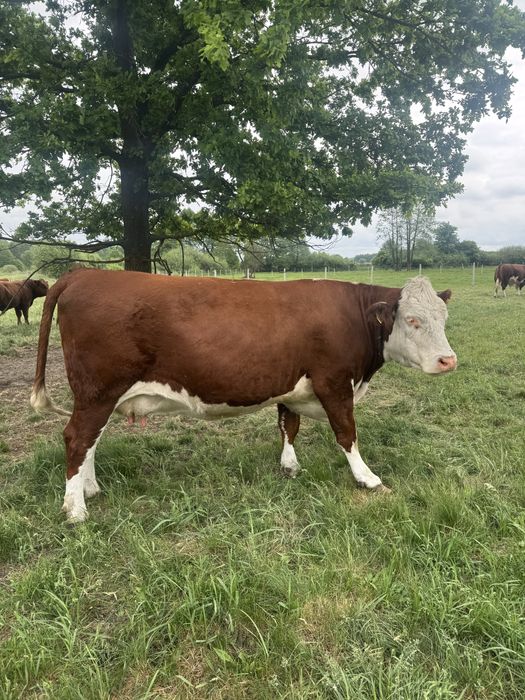 Krowa rasy Hereford wysokocielna