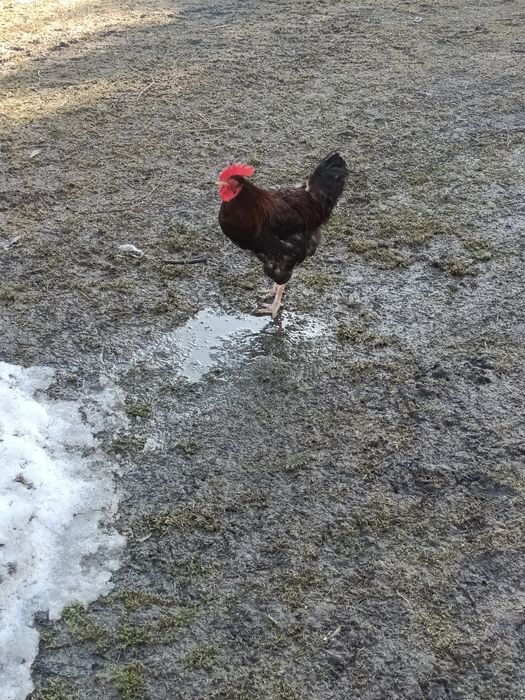 Sprzedam koguty  45zl.