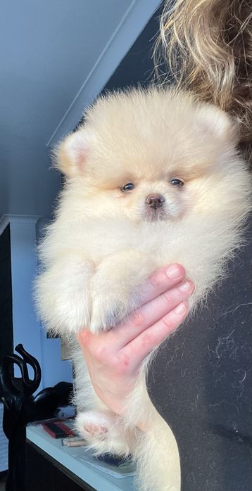 Lulu da pomerânia fêmea