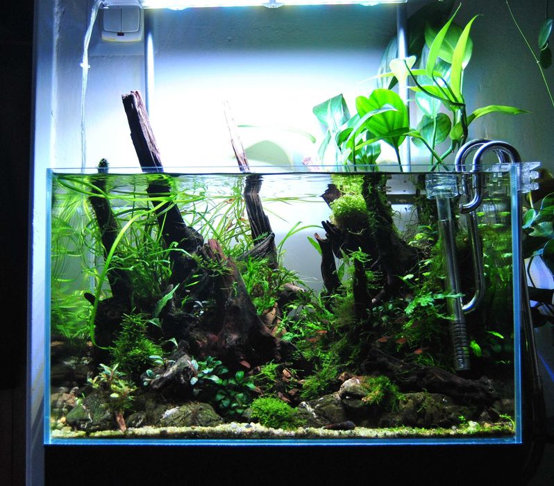 Philodendron Papua-Nowa Gwinea