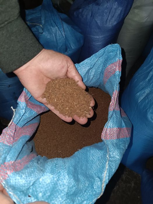 Sprzedam Łubin biały Gryka Facelia