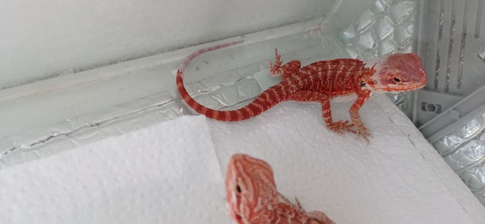 Agama Brodata Stripped Extreme RED Pawik.pl Karolina Park Piętro 1 REAL FOTO