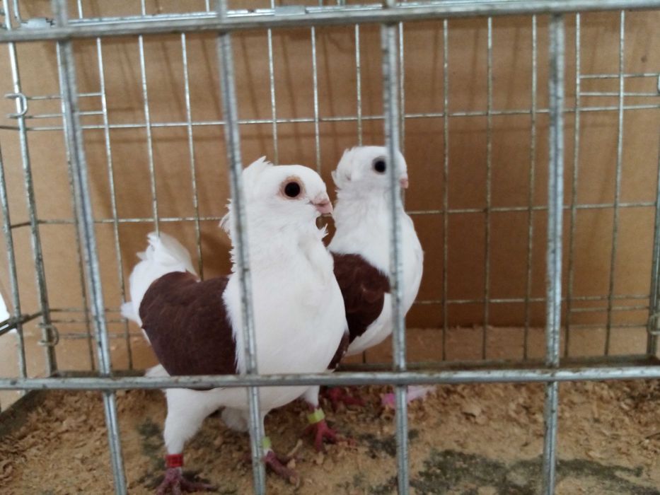 Mewka Mewki Czerwone Para