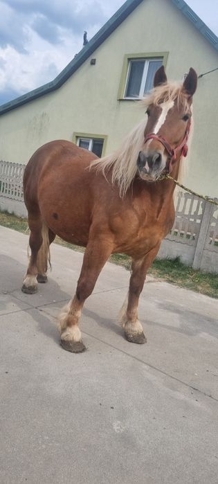 Sprzedam klacz zimnokrwistą
