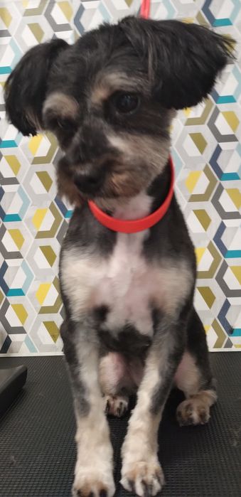 Strzyżenie piesków- groomer z sercem i doświadczeniem