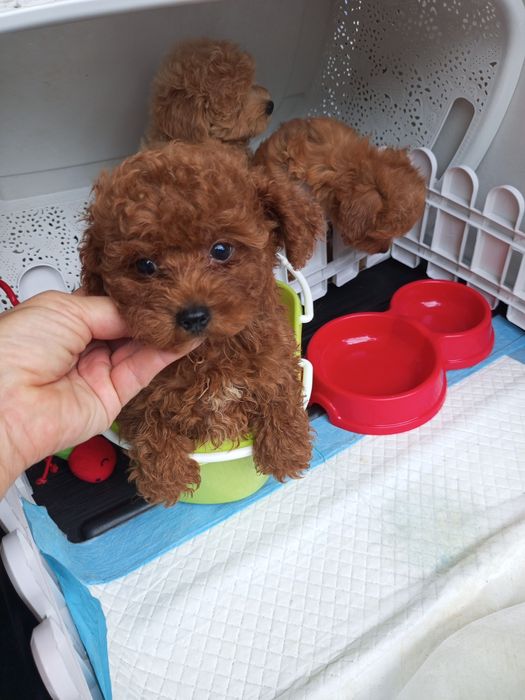 Два + міс.МальтіпуF1 дівчатка