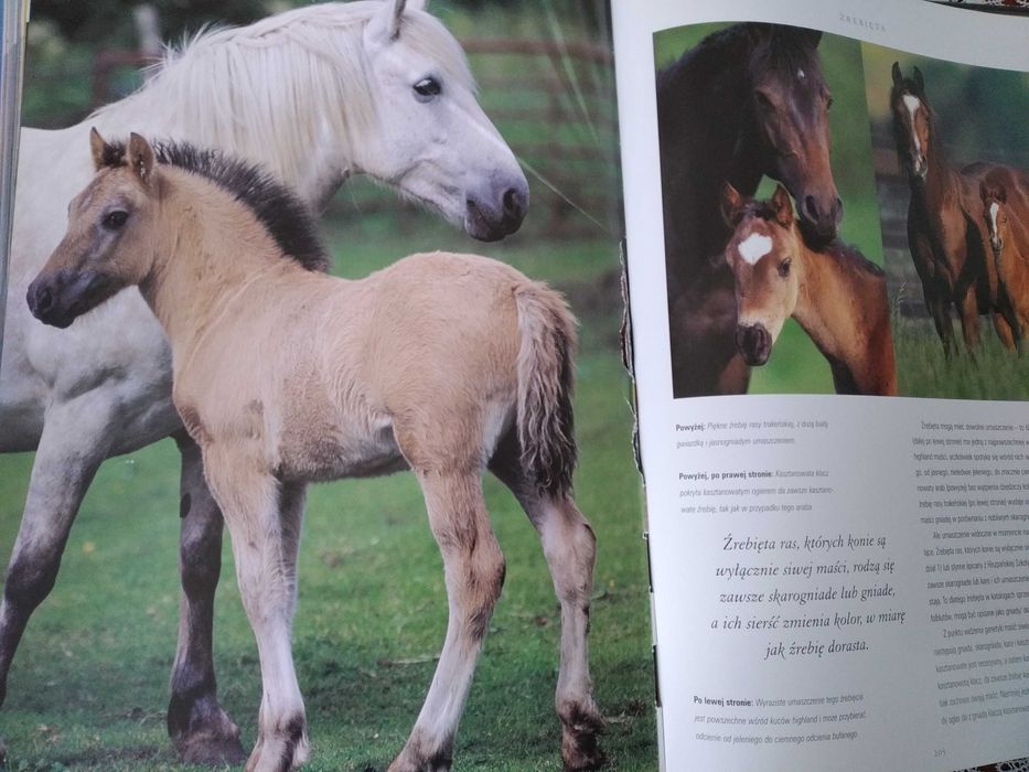Książka - Album Piękno Konia