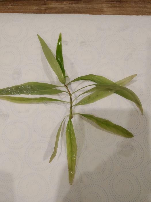 Roślinka do akwarium