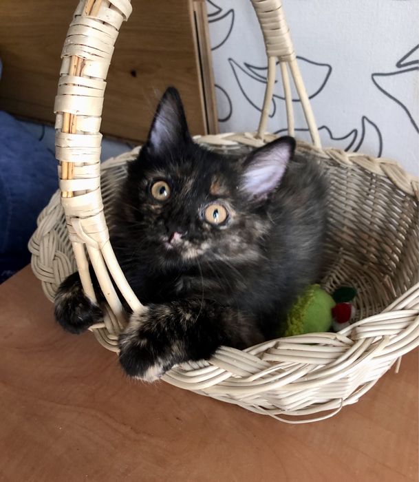 Пепсі шукає родину!