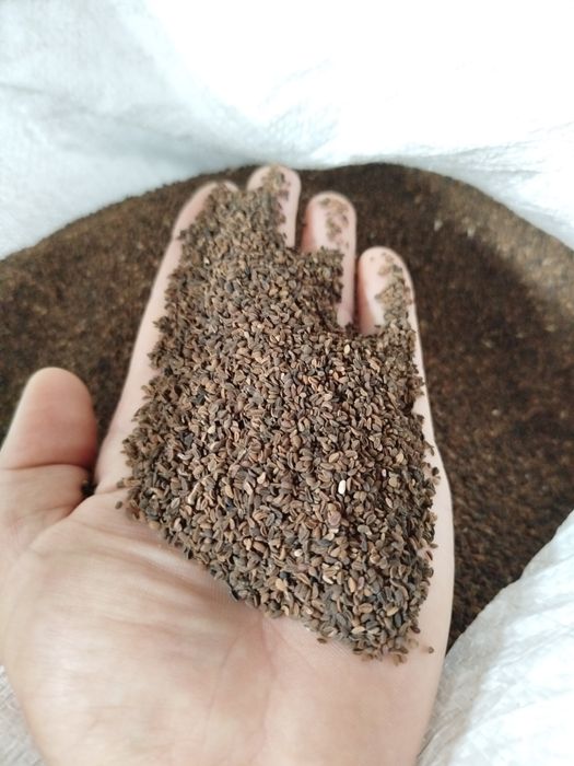 Facelia Anabel dla pszczół