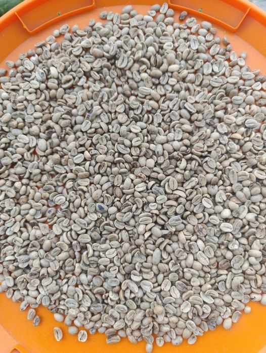 Кава ЗЕЛЕНА гурт (опт)