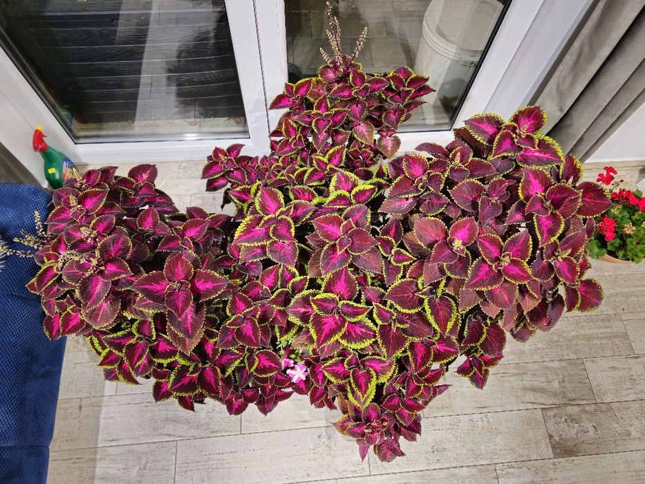 Pokrzywa ozdobna  koleus