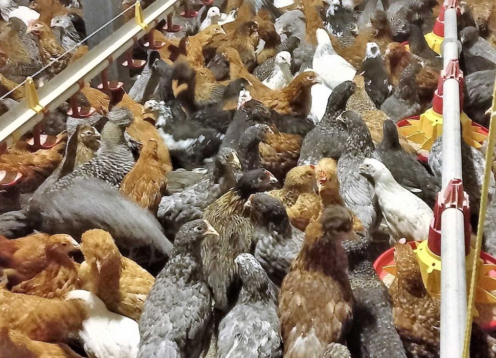 Kury nioski,wszystkie kolory+czubatki,tęczówki,green shell