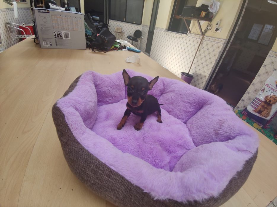 Pinscher pincher super miniatura fêmea criado em ambiente familiar