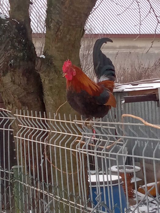 Kogut liliputek szuka domu