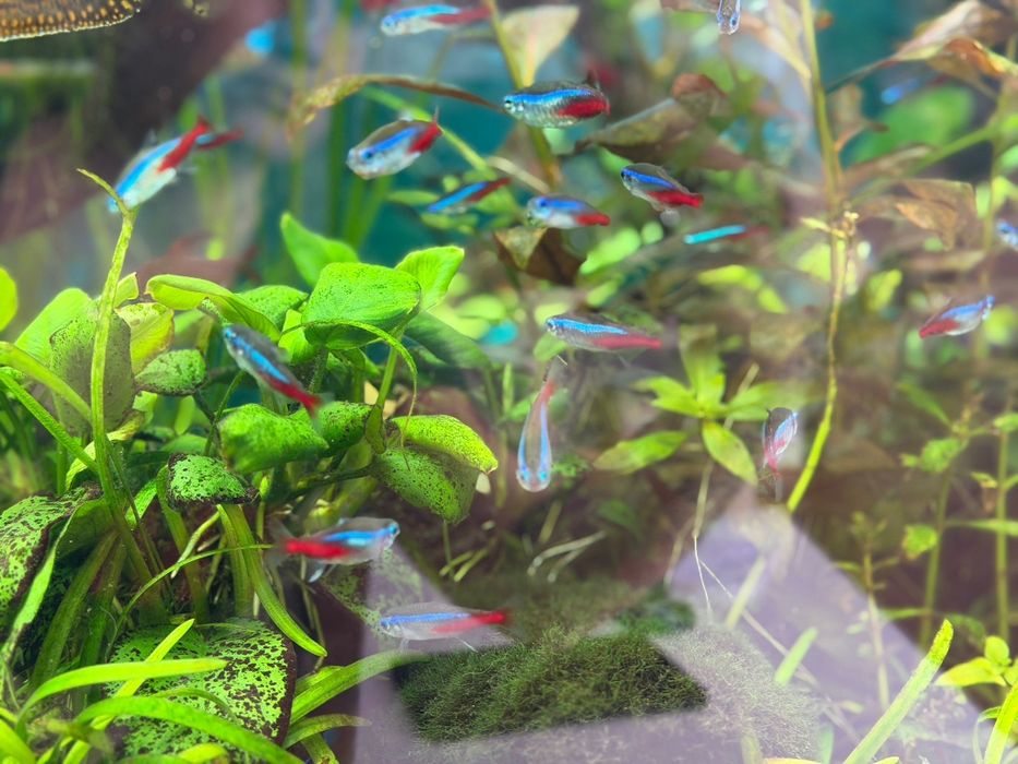 Neonki iness  2-2.5 cm