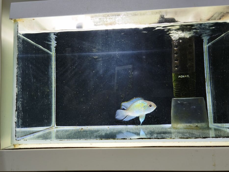 Akara Electric Blue