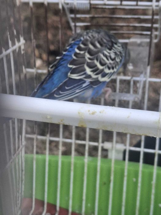 Vendo piriquitos australianos - azul