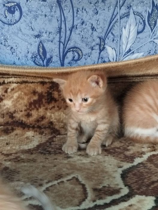 Евакуйовані руденькі котики  і руденька та черепахова кішечка