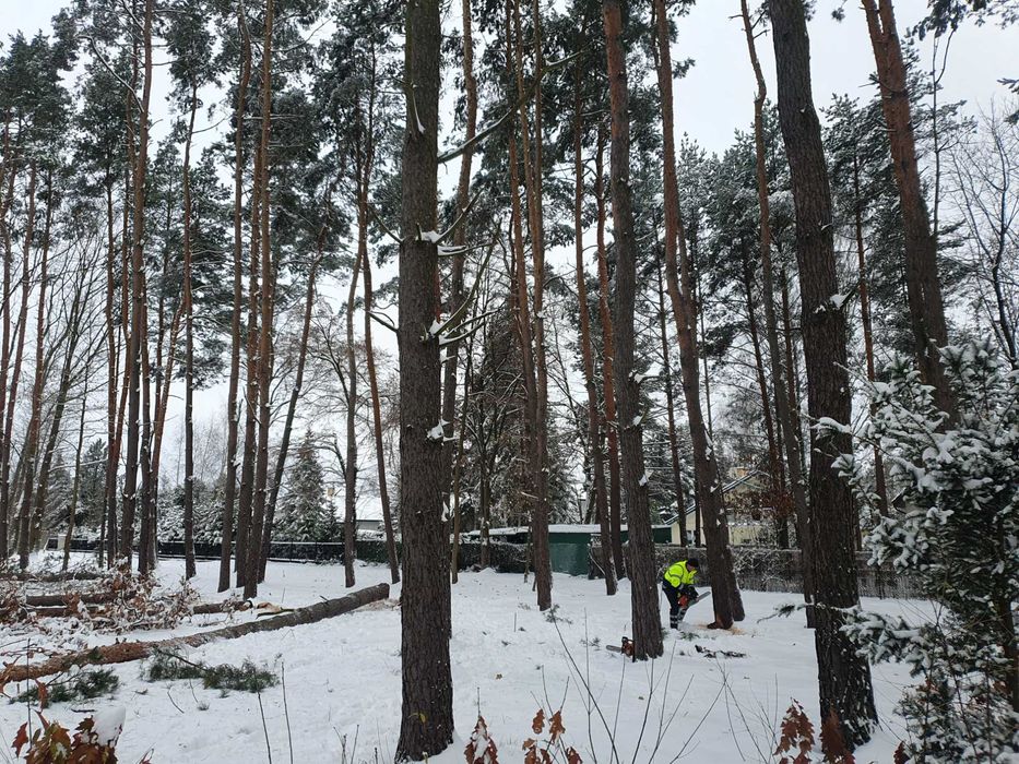 Wycinka Drzew Rębakowanie Gałęzi Podniośnik Koparka