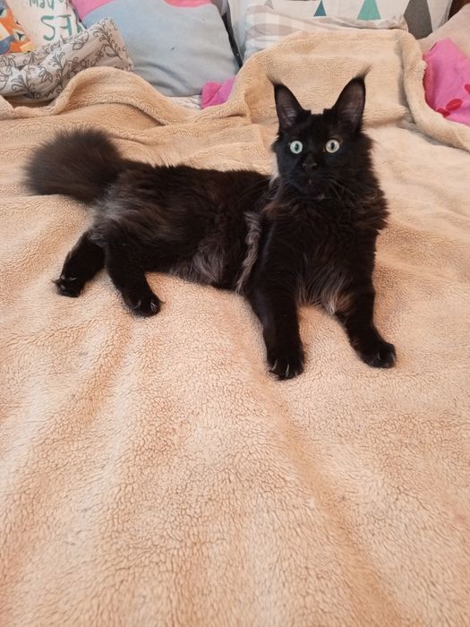 Продам кіцю породи Maine Coon
