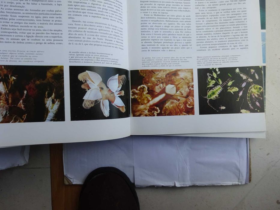 O Grande Livro dos Oceanos